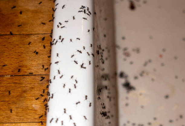 Manton, MI Pest Control Pros